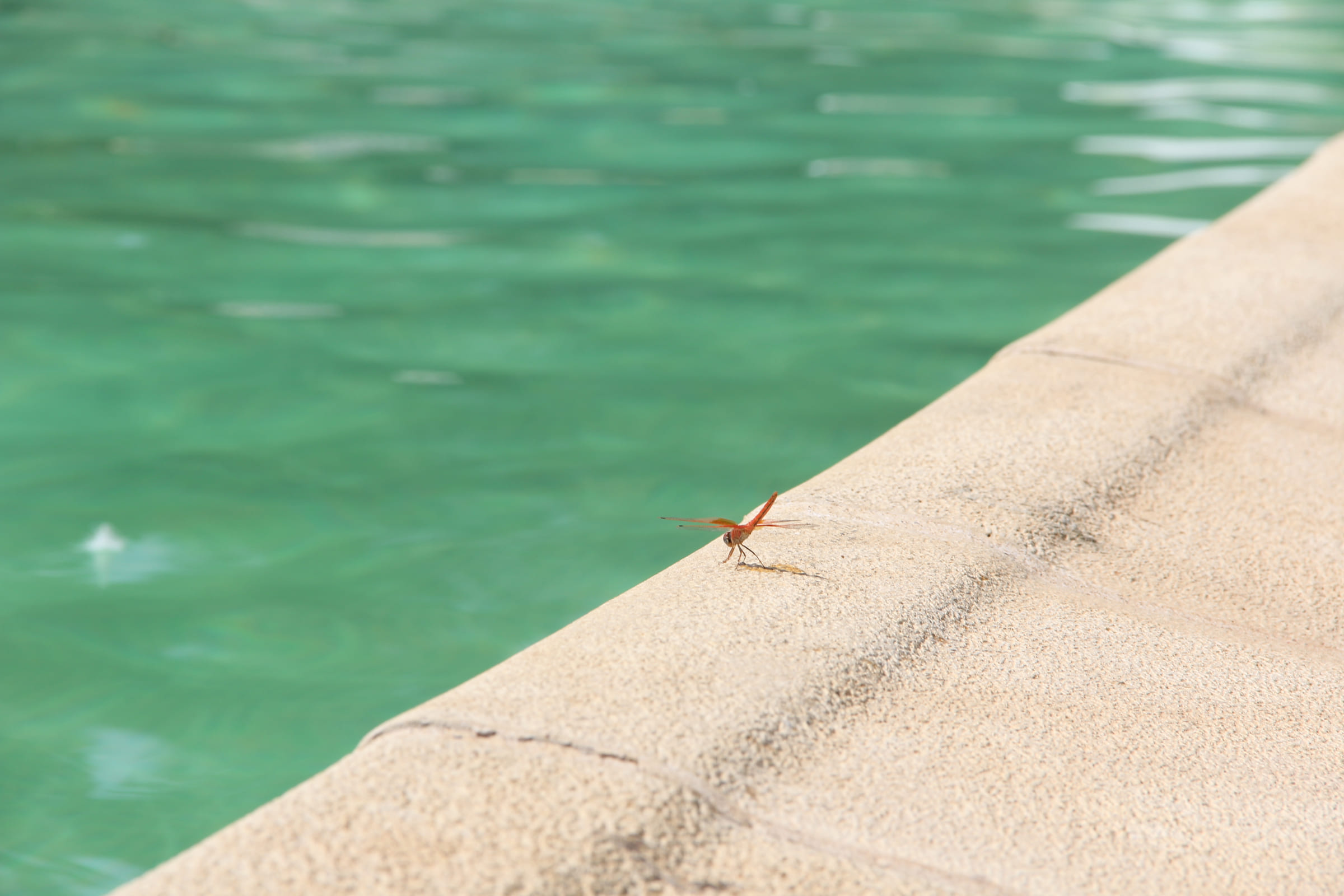 Eau turquoise de la piscine du Chalet Essanya en gros plan